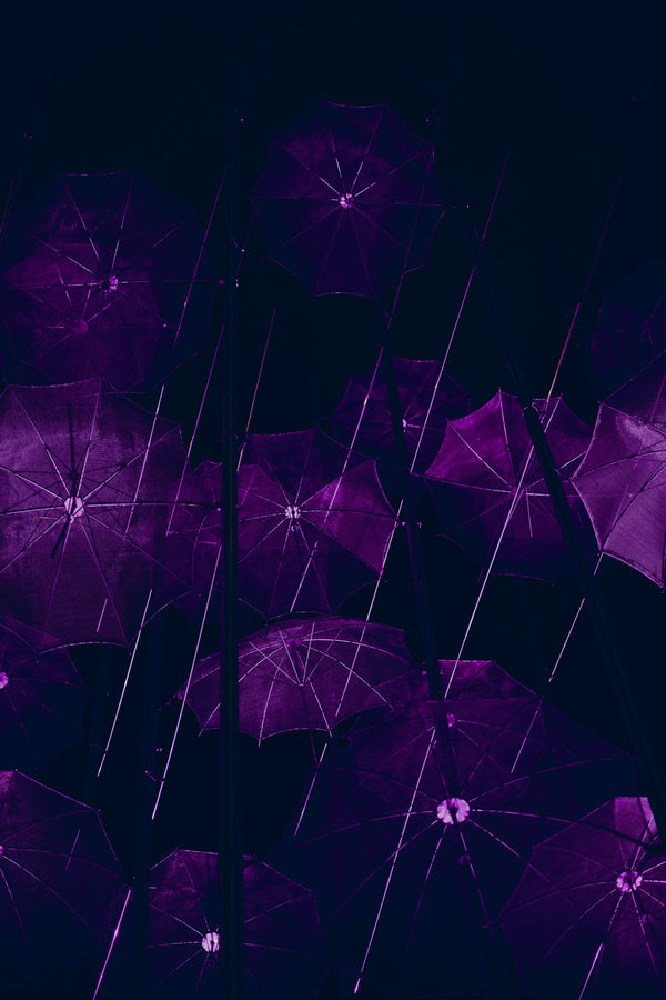 Purple umbrellas with rain falling down